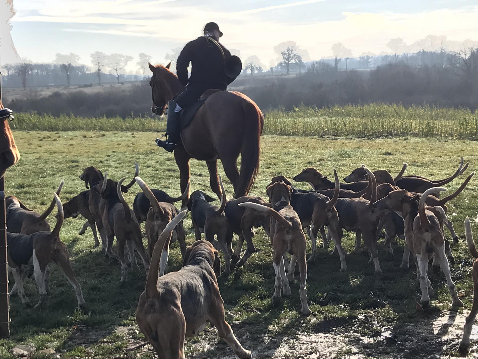 HUNTING WITH HOUNDS